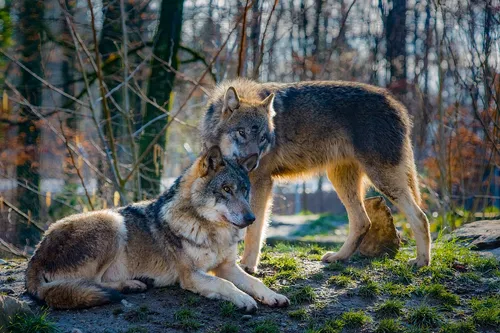 [ SOCIETE ]: 2 loups se sont installés dans le parc national des...