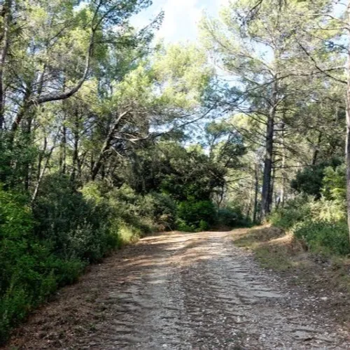 [ ENVIRONNEMENT ]: La nature reprend ses droits