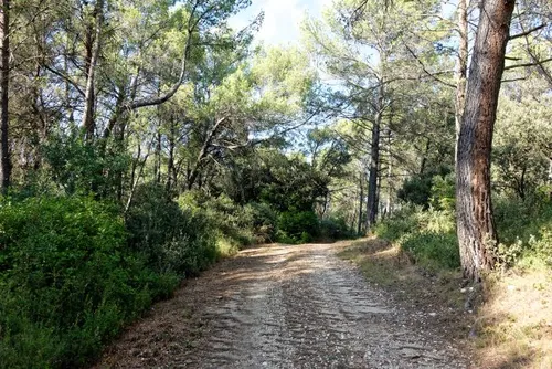 [ ENVIRONNEMENT ]: La nature reprend ses droits