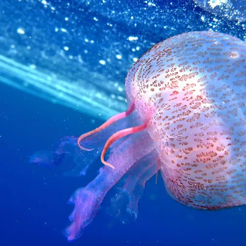 [ SOCIÉTÉ ]: Nageurs de Monte Cristo attaqués par des méduses