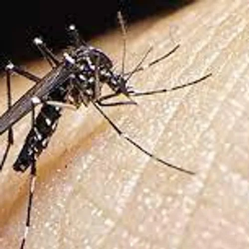 [ ENVIRONNEMENT ] Stop aux invasions des moustiques !