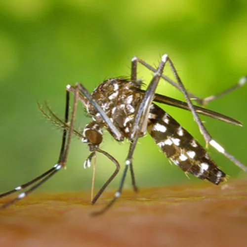[ ENVIRONNEMENT ] Attaque de moustiques sur la région
