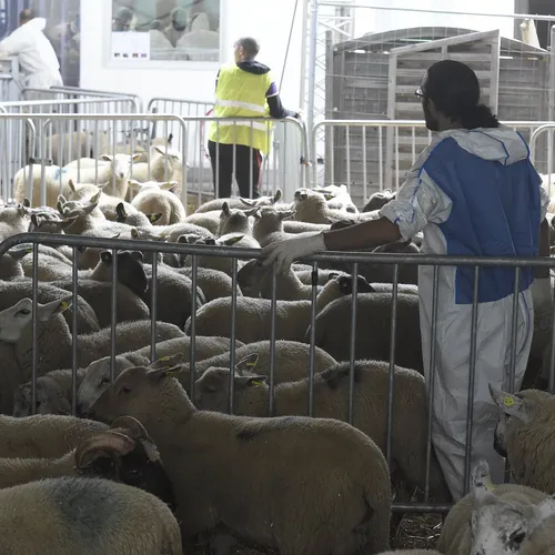 [ SOCIETE ] Aïd El-Kebir: Les musulmans s'organisent autour de la fête