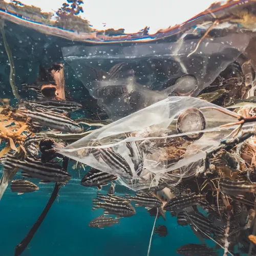 [ ECOLOGIE ] Un nouveau filet anti-pollution ?