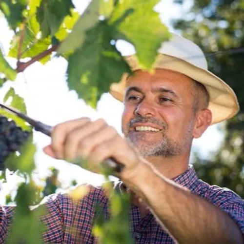 [ EMPLOI ]: Les vignobles provençaux manquent de bras.