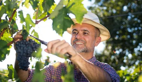 [ EMPLOI ]: Les vignobles provençaux manquent de bras.