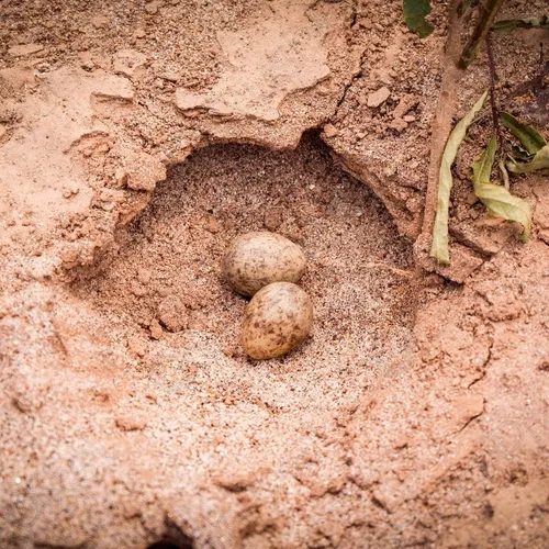 [ SOCIÉTÉ ]: Attention où vous mettez les pieds quand vous allez à...