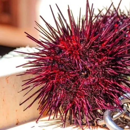 [ SOCIÉTÉ ]: Un braconnier a été interpellé avec 985 oursins