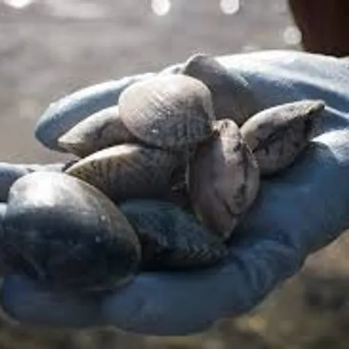 [ ENVIRONNEMENT - JUSTICE ] Bouches-du-Rhône: Le braconnage de...
