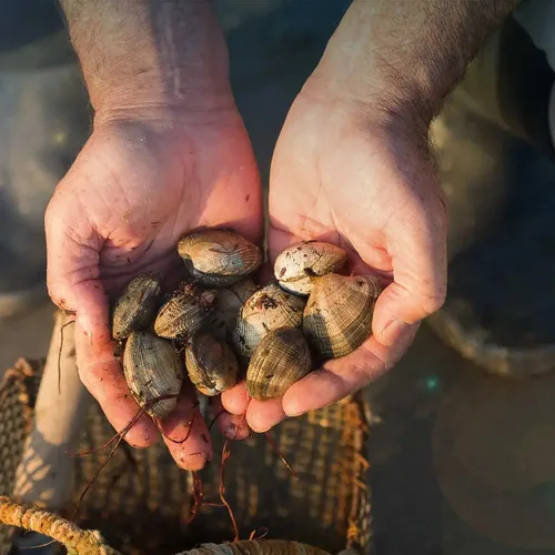 [ SANTE - BOUCHES DU RHONE ] La pèche aux coquillages interdite !