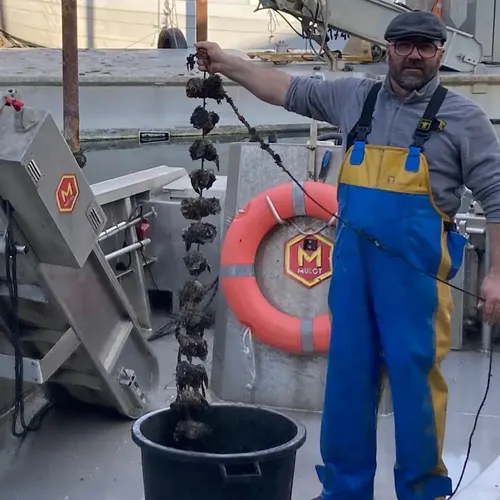 [ SOCIETE ] L'huître de Camargue récompensée au concours général...