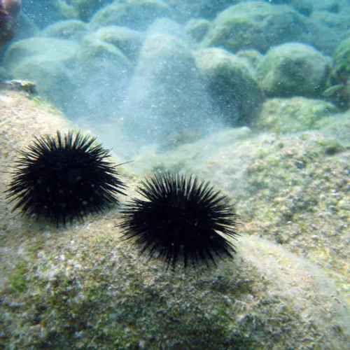 [ SOCIETE ]: La pêche d'oursin repoussée au 1er Décembre en Provence