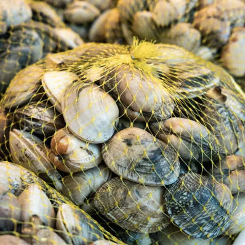 [ SOCIETE ]: Attention si vous avez pêché des palourdes dans la...