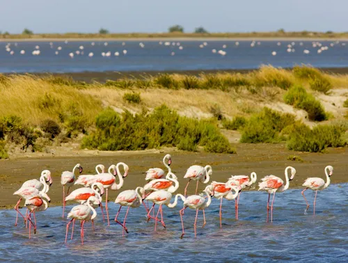 En Camargue, le patrimoine se découvre aussi au fil de l’eau et des...