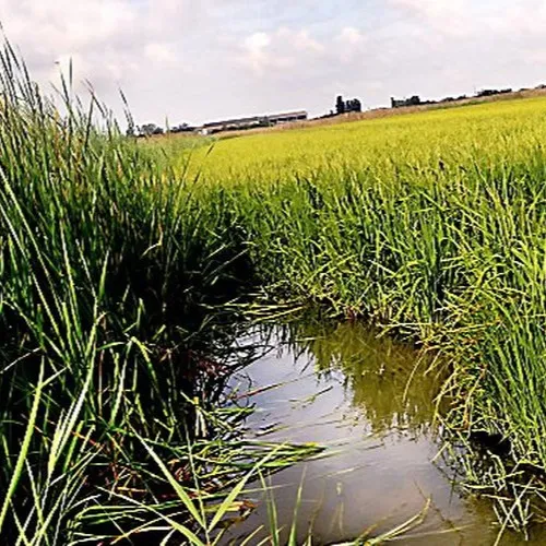 [ ENVIRONNEMENT - STES MARIES DE LA MER ] L'AVANZA FAIT LE BUZZ EN...