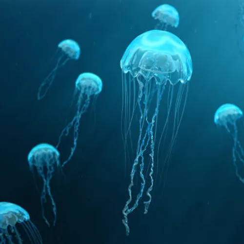 [ SOCIETE ] RETOUR DES MEDUSES DANS LES BOUCHES DU RHONE