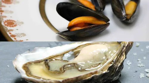 Port-Saint-Louis : face à la mortalité des huîtres et des moules,...