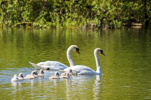 [ Société ] Une cinquantaine de cygnes aux Saintes-Maries-de-la-Mer...