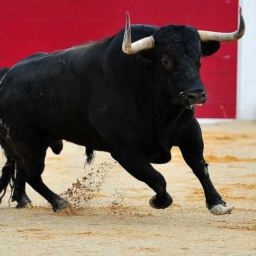 [ TRADITION ] La corrida en danger en France 