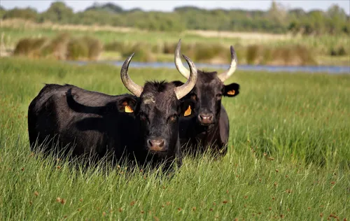 [ Société ] Le Taureau de Camargue AOP brille au Salon de...