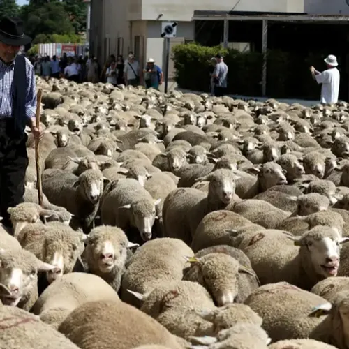 [ CULTURE - REGION ] L'Unesco inscrit la transhumance au patrimoine...