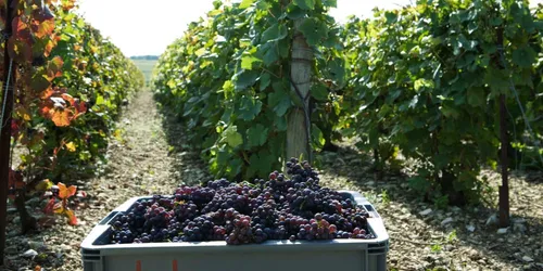 Vendanges en Camargue : un job dating organisé ce matin pour...