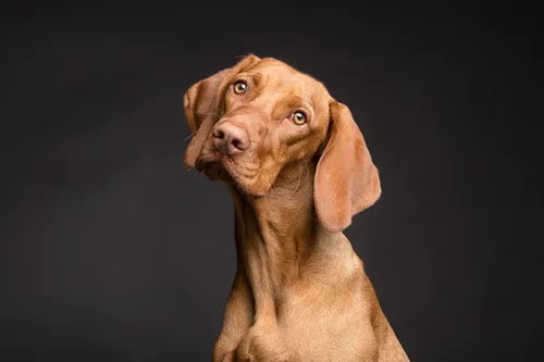 Les chiens aussi prêtent une oreille particulière aux consonnes