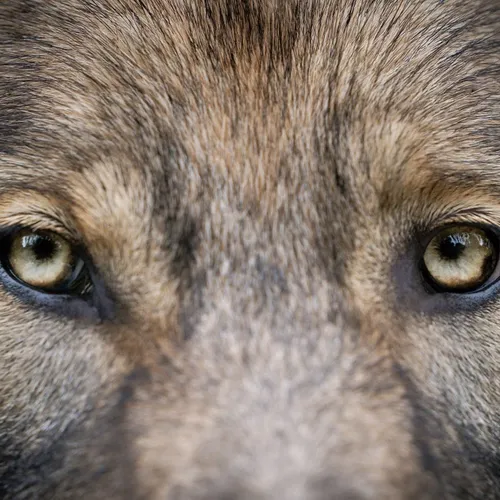 🔊 Polémique à Châteaudun : les animaux sauvages ont-ils encore...