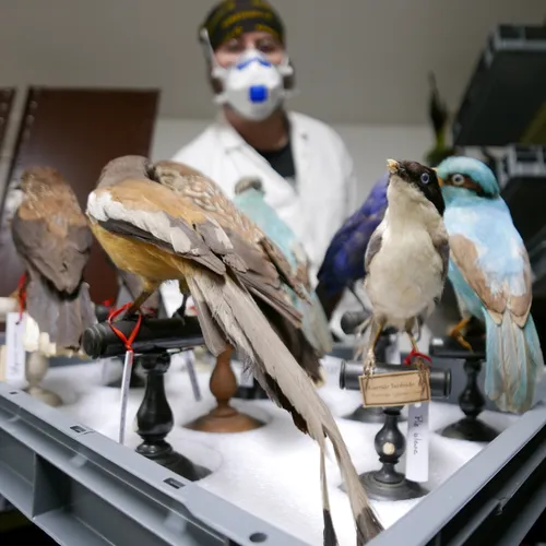 🔊 Empoisonnée à l'arsenic, cette collection du musée déménage