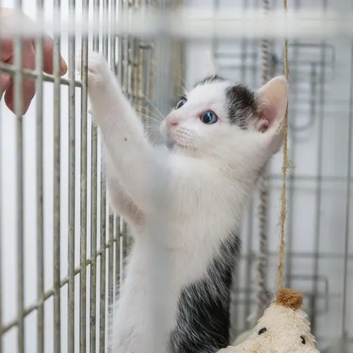 Le "Refuge des Acacias" victime de vandalisme