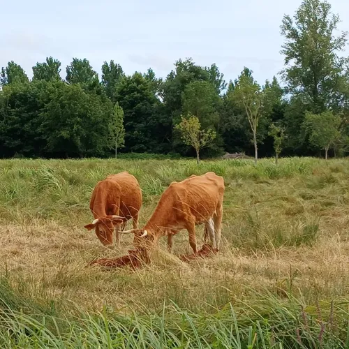 Les éleveurs invités à se renseigner sur la Dermatose Nodulaire 