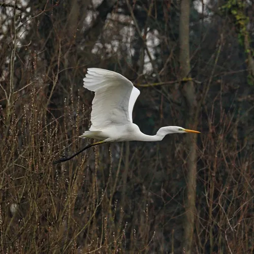 Un héron blanc piégé dans un arbre