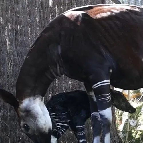 Carnet rose au ZooParc de Beauval : un bébé okapi est né en plein...