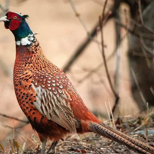 Grippe aviaire : 8 communes euréliennes concernées par des mesures...