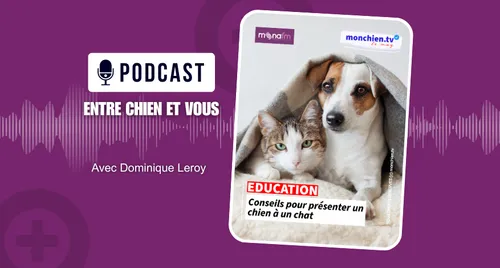 Vous accueillez un chien dans un foyer où vit déjà un chat ? Pas...