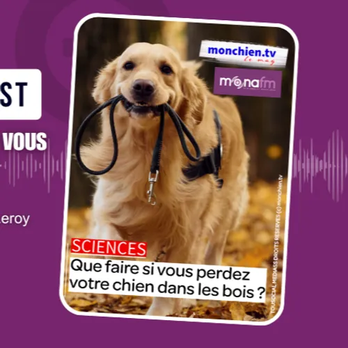 COMMENT RETROUVER SON CHIEN DANS LES BOIS ?