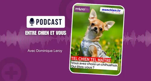VOUS AVEZ CHOISI UN CHIHUAHUA… QUI ÊTES-VOUS ?