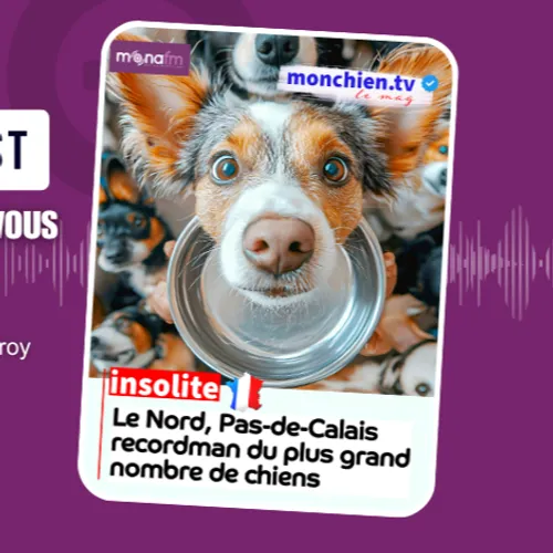 UN RECORD DE BOULES DE POILS DANS LE NORD !