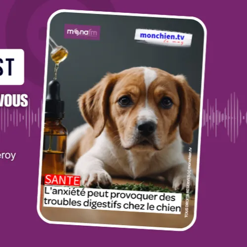 LES TROUBLES DIGESTIFS CHEZ LE CHIEN