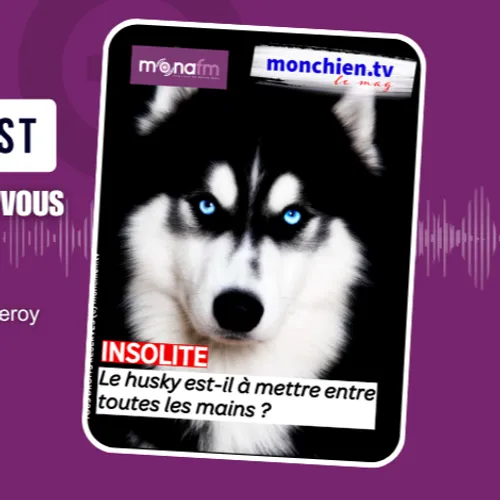 LE HUSKY COMME PREMIER CHIEN ?