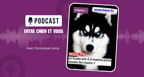LE HUSKY COMME PREMIER CHIEN ?
