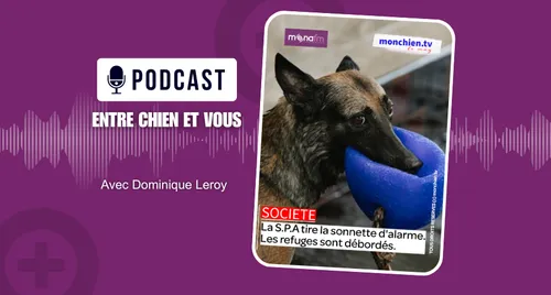 LES REFUGES SONT SATURÉS