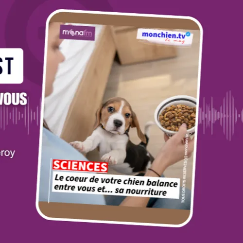 Entre une gamelle de croquettes et vous, que pensez-vous que votre...