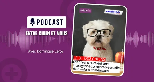 Le Q.I. des chiens