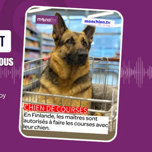 En Finlande, les chiens font les courses avec leurs maîtres!