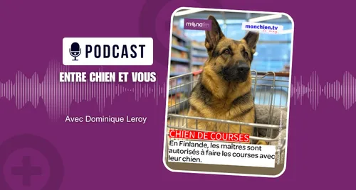 En Finlande, les chiens font les courses avec leurs maîtres!
