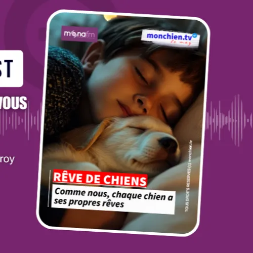 Vous avez déjà vu votre chien bouger, couiner ou remuer en dormant ?