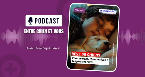 Vous avez déjà vu votre chien bouger, couiner ou remuer en dormant ?
