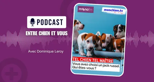 CHOISIR UN JACK RUSSELL ? 