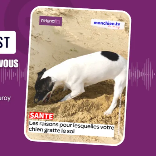 Votre chien gratte le sol ?